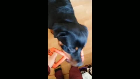 ROTTWEILLER DOG OBEY ORDERS