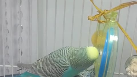 Clever parakeet solves double knot obstacle