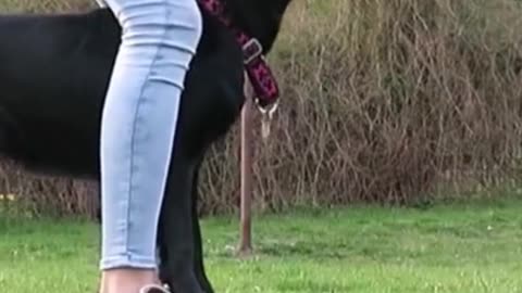 How to train your dog basic training #shorts