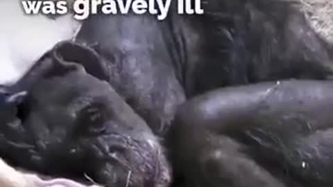 Dying chimp recognizes old friend