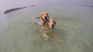 Lazy Dog Tired Of Swimming Hitches A Ride On Buddy’s Back