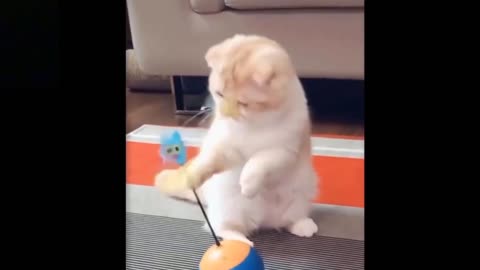 Funny cute cat confused 😂