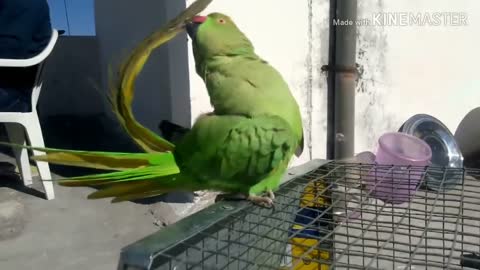 Parrot talking training