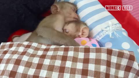 So Sweet! This's So Adorable Baby Monkey Judy Sleep Holding Big Sister Koko So Warming