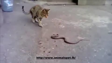 Cat fight Viper !!! Fight to the death snack