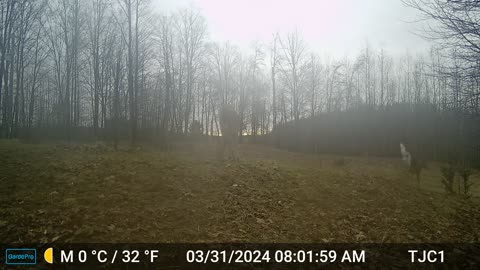Fog, Deer, Morning Sounds