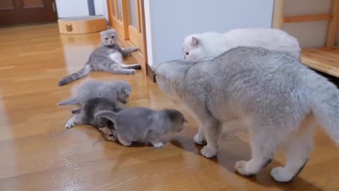 Kitten approaching the daddy