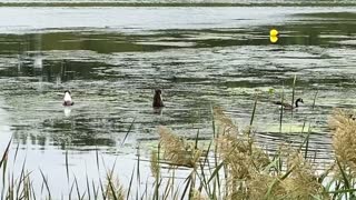 Geese dabbling in the water