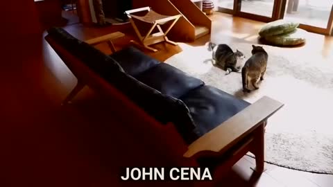 If your cat is John Cena!!!!