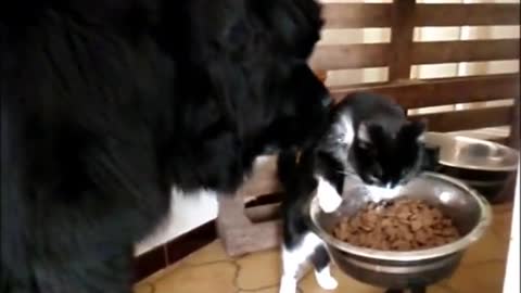 Newfoundland dog and cat are real friend