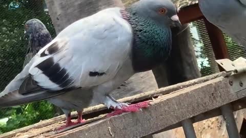 Stupefied pigeon