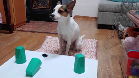 Genius doggy won't be fooled by owner's magic trick
