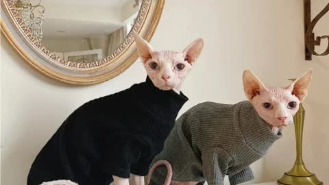 Cat Clothing