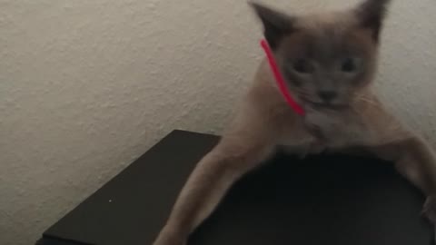 Cat dives into tight space to retrieve toy