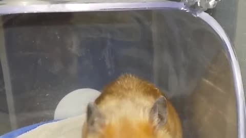 Golden hamster Romeo having sand bath