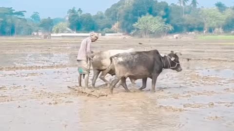 Farming with cows is going on