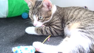Cute Little Cat Plays With His Toys