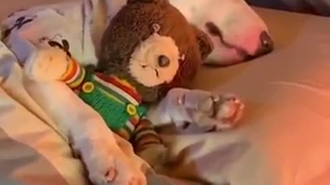 dog sleep with doll on the bed