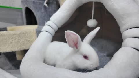 so funny and cute🤣 The kitten's reaction when the bed is taken over by the rabbit