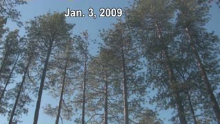 BEFORE THE FIRE -The Trees of Boggs Mountain