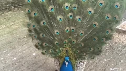 but what a peacock beauty