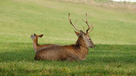 Fallow Dear in forest - Wild World