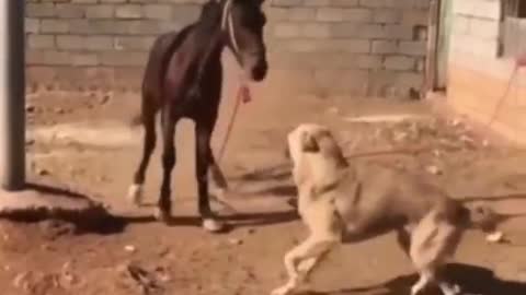 Cachorro e cavalo brincando, tente não rir