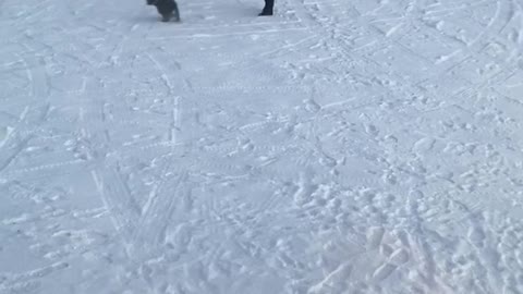 Playful puppy gets cold in the snow