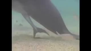 Welcoming the birth of a child of dolphins