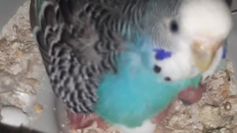 baby love bird