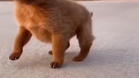 Little Puppy pretends to walk like penguin