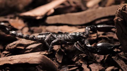 Black scorpion walking