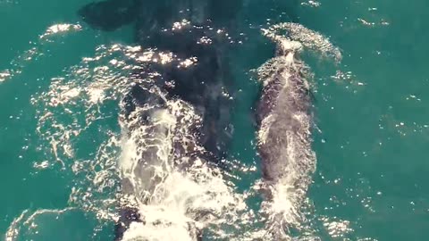 Giant whale playing with her child