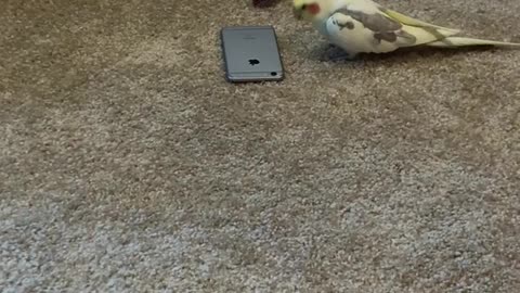 Parrot and smartphone