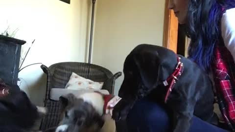 Jealous Great Dane part 2