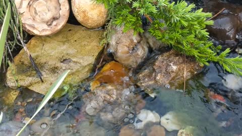 Koi Pond Stream