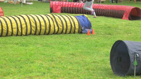 Little dachshund is running inside and beside tunnels. Owner is training his dog