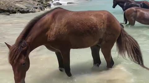 Horse summer bath