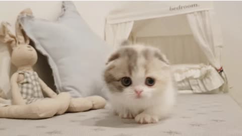 Cute cat funny video...🐈