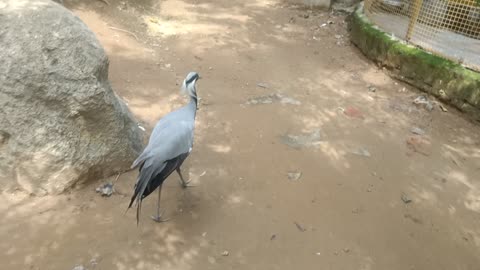 A red-crowned crane, a peacock