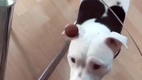 Funny dog