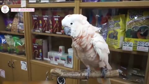 Funny parrot videos best of 2021