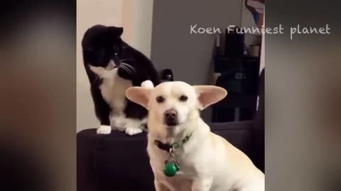 Funny cats and dog videos 😂