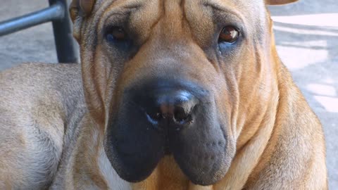 Red shar pei dog