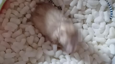 Ferret playtime