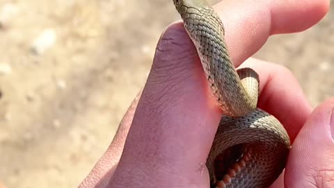 A small snake in a person's hand
