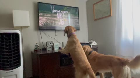 Golden retriever, Lucy is mesmerized by the t.v.