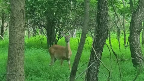 This deer 🦌is watching close!