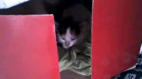 Cats like to sleep in strange places