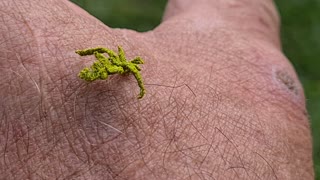 Weird and Wonderful Eucyclodes Caterpillar